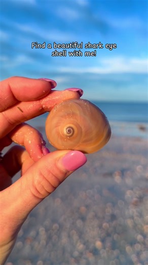 I found this beautiful shark eye shells a few weeks ago! As you can see in the video, there were so many shells on the beach that day!🌊🐚🤎 #shelling #beachfinds #beachcombing