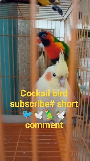 cockail bird 1,000subscribe# short video #comment # 1millioion#4000watchtime