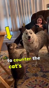 8.7K views · 198 reactions | He Pushed the Cat Without Hesitation  #dog #cat #dogvscat #funny #trending #reels #viral | Now You Know | Facebook