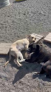 K9 Country Club on Reels