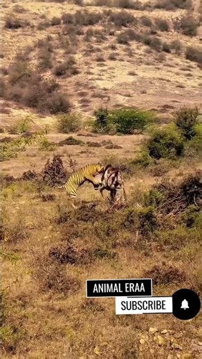 Tiger Hunts A Big Bull 🐅🦌 Real Footage #shortsfeed #viral #tiger