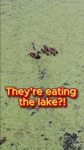 What Are These Ducks Eating So Quickly?