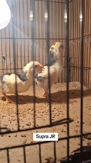 Supra JR #ayam #shamo #shamolovers #trending #fyp