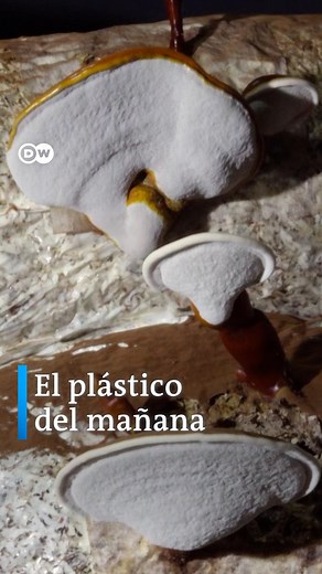 En un invernadero vertical en Guayaquil, la empresa Biofabrik busca crear una alternativa sustentrable al plástico a través del micelio de hongos. Con el aserrín como base, estos hongos pueden transformarse en materiales de construcción y embalaje biodegradables. A pesar de los desafíos, están decididos a impulsar la producción masiva y convencer a las industrias de adoptar esta tecnología. #EcoLatamDW #Hongos #EcoInnovación #Guayaquil #Ecuador #Biomateriales #Revolución #PlásticoCero #Innovació