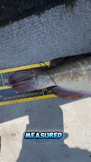2.1K views · 32 reactions | What’s the biggest bullhead you’ve seen? Here’s the biggest one I’ve measured… if anyone cares 路 #fishing #questionoftheday #bullheadcatfish #fishingtrip #personalbest #amazing #outdoirs | Taro Murata-FishCity Tours | Facebook