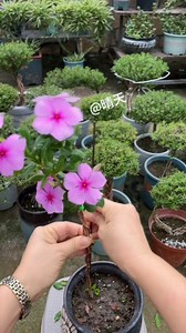 414K views · 2.5K reactions | Periwinkle braided bonsai tree plant #ourplants #gardeningideas #periwinkle #bonsaï #flowerlovers #homegarden #diygardening | Aksha Dodhiya | Facebook
