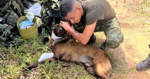 Colombia's hippo population problems