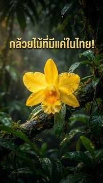 Rare Orchids Found Only in Thailand! 🌺