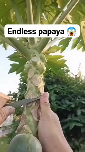 1.1M views · 9.2K reactions | #farming #farm #agribussiness #highlightsシ゚ #viralvideoシ #trendingreels #everyonefollowers #farmingtips #bodega #Amazing #ideas #intertainment #agrisupply #trend #trendingvideo #viralpost #viralpage #trending #reels #viral #Wholesale #canaan #bodegasale #organic #fertilizer #foliar #pesticide #insecticide #pampabunga #direct | Canaan Fertilizer Foliar Original Main Direct Factory | Facebook