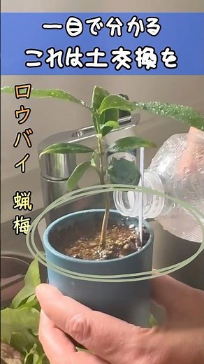 水が流れないなら土を変えろ！ #根詰まり #目詰まり #観葉植物の土 #植え替え #土の交換 #観葉植物 #観葉植物の育て方 #観葉植物初心者