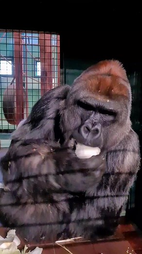 Understanding the Importance of Sagittal Crest in Silverback Gorillas