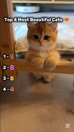 Top 4 Most Beautiful Cats 😻🔥