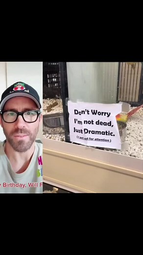 This is the most dramatic bird in the pet store 😂🦜 #dog #bird #pet #animals #fyp #foryou #trending