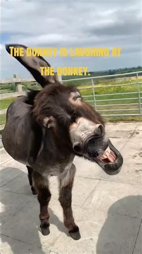 You Won’t Stop Laughing After Watching This Donkey 🤣#viral #viralvideo #funny #funnyclips