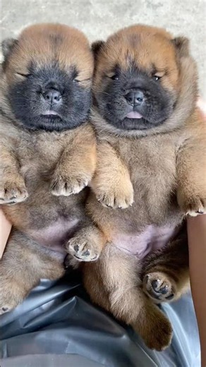 可爱 #puppy #寵物友善日常 #dogs #cute #黃狗 #pets #老友狗狗 #animals #主人 #funny