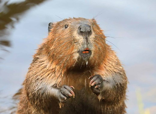 Discover Why Oregon Is Called the Beaver State