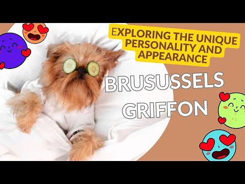 Exploring the Unique Personality and Appearance of #brusselsgriffon