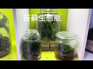 非看不可的苔蘚世界，￼Moss苔蘚蕨類生態瓶，DIY玻璃容器造景￼
