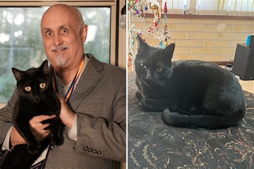 Florida lab cat helps discover brand-new virus strain — again