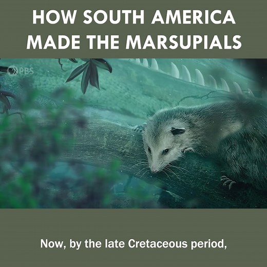 142K views · 1.7K reactions | How South America Gave Us Marsupials | Eons • PBS | Facebook