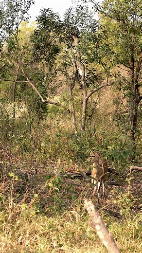 18K views · 78 reactions | Duiker peacefully munching its way through the lush greenery. --- #duiker #duikers #antelope #krugerthroughmyeyes #krugerparksouthafrica #krugerpark #naturegeography #africa #gamedrives #photography #animalsofinstagram #wildlifeofinstagram #animalovers #earthcapture #discoverearth #wildlifereels #wildography #bestwildlife #naturelover #wildlifefilming #africageographic | Nwrnamibia | Facebook