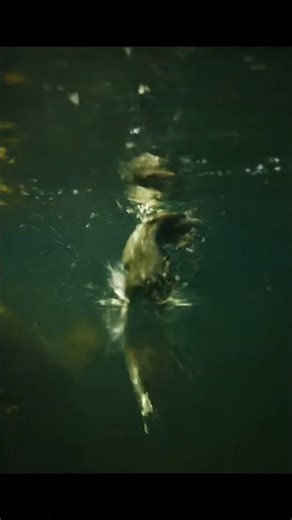 🤯🌈RARE Colorful Fish Life You WON'T Believe! 🐠 #shorts