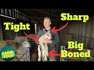 🏴󠁧󠁢󠁳󠁣󠁴󠁿 Breeding the PERFECT Sheep | Sheep Farming in Scotland