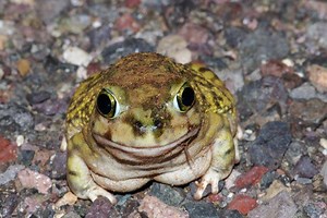 Couch's spadefoot toad - Alchetron, the free social encyclopedia