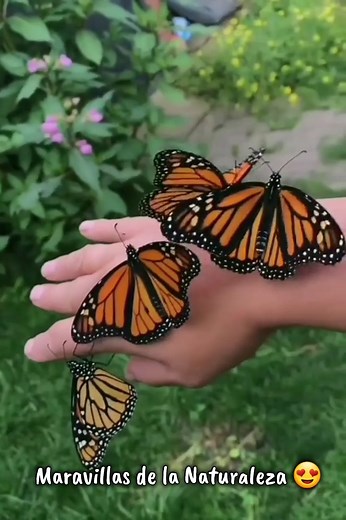 Maravillas de la naturaleza 😍😍 #mariposas #naturaleza | Gifs e imagenes para compartir en tu muro, Gif Lovers.