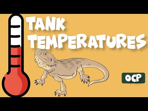 Temperatures Inside a Bearded Dragon Tank