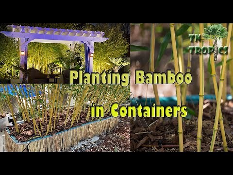 Planting Bamboo in Containers!