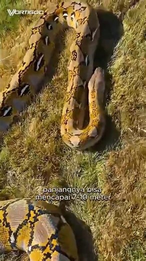 The Longest Snake in the World | Reticulated Python