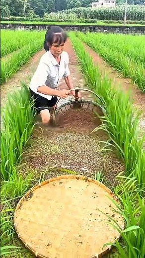Incredible Fishing: Woman catch lots of eels with wicker basket