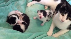 145K views · 2.5K shares | Volume up for meeeooooos. (courtesy: foster_kittens) | Love Meow | Facebook