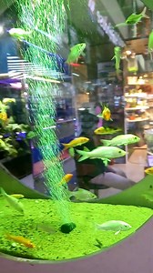 471K views · 235 reactions | Beautiful scenery Wow scenery of Aquarium fish | Wow Scenery | Facebook