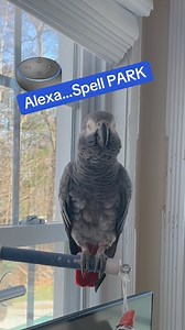 🦜Symon is a 3 year old female Congo African Grey Parrot who loves to talk🦜💕 | Symontheafricangreyparrot
