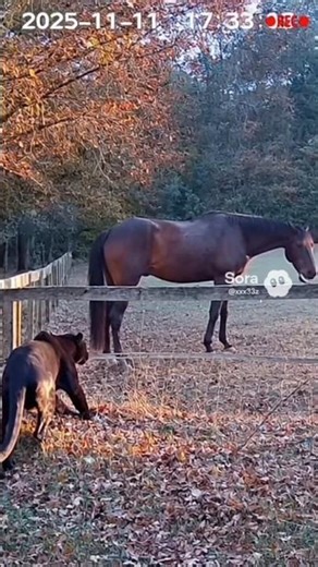 Startled Predator: Black Panther’s Calm Curiosity Turns Into Sudden Panic After Horse Neighs!