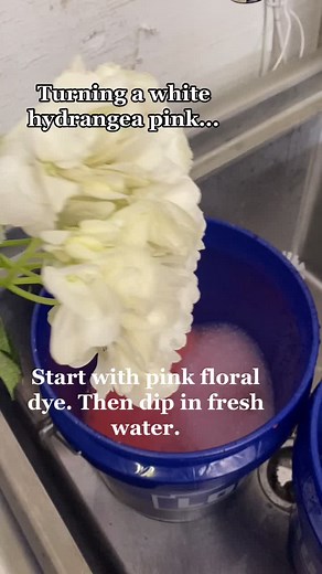How to Change Hydrangea Flowers from White to Pink