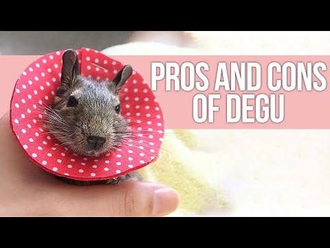 Pros and Cons of Having Degu as Pets