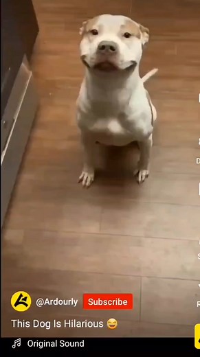 The meanest breed☝️🤔😳 #viciouspitbull #dogreaction #dogbone #gooddog #momentslikethis #pitbulllove #bestfriendcheck #smilinglikethat #smilingdog