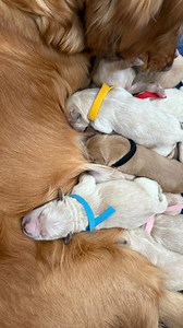A warm welcome to the newest members of the Salt Project! Well, at least for the next 8 weeks, until they go to live with their forever families. This was such an incredible experience! My kids helped every step of the way and they are absolutely in love with every single puppy! The video is graphic. But if you make it to the half way point, you’ll see the most incredible birth! The pups little paws padding around inside the sac. Winnie was a rock star with 4 hrs of laboring and birthing. She cu