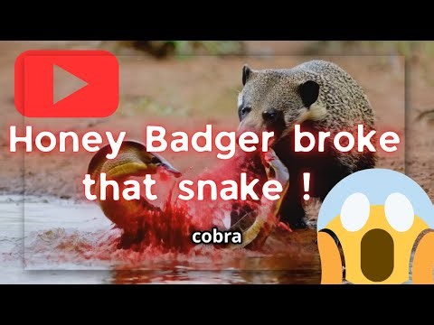 👀 Epic Battle: Honey Badger vs Snake - Who Will Survive? 👀