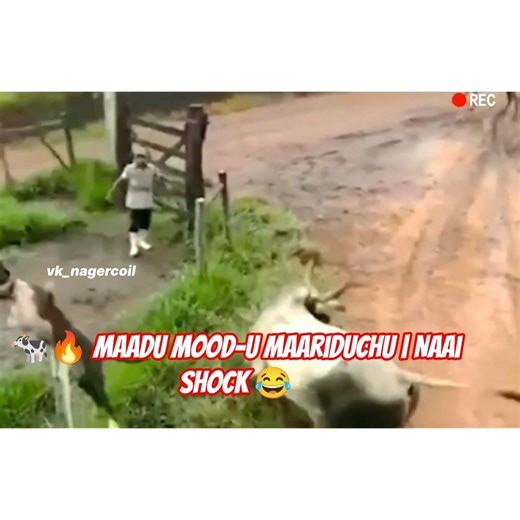 Cow vs Dogs 😂 | Funny Tamil Animal Shorts 🐶🐄 #shortsfeed