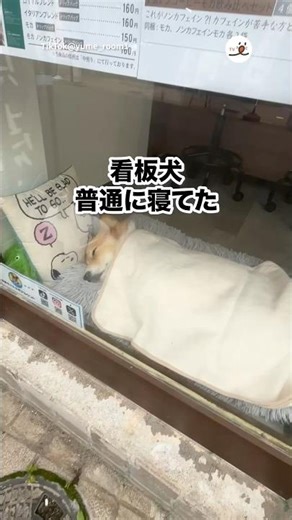 I was sleeping just fine lol | PECO