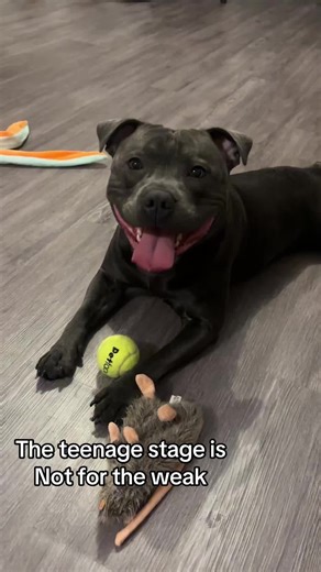 He’s had a day of not listening 😵‍💫 and u thought the puppy stage was testing… th teenage strops are another level 🤦‍♀️🤣#dog #dogsoftiktok #Staffy #dogtok