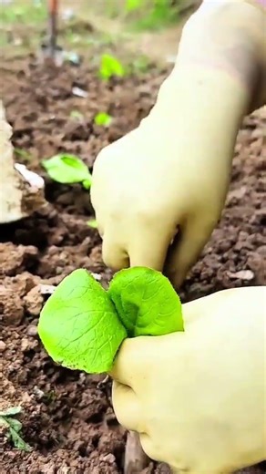 Planting small green vegetable seedlings into the brown garden soil using hands with yellow gloves