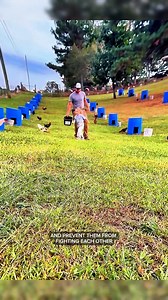 Blue Barrels for Game Fowls #fblifestyle | KADE DA