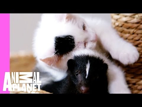 Skunk vs. Kitten De-Cat-Lon: Who Will Out-Cute Who?