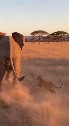 Epic Wildlife Encounter: Giant Elephant vs. Cheetah Pack at Sunset! 🐘🐆 #Nature #Wild #Safari