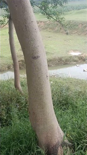 Cây bóng mát gần Hồ Noong xã Phú Linh, tỉnh Tuyên Quang.
